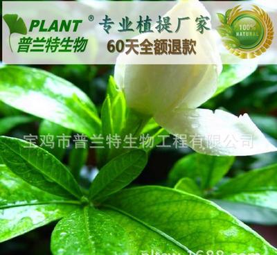 探究2α-羥基熊果酸的多濃度規格及其在技術開發中的應用前景